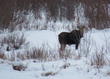 Winter Call Of The Wild